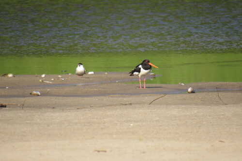 iNaturalist image