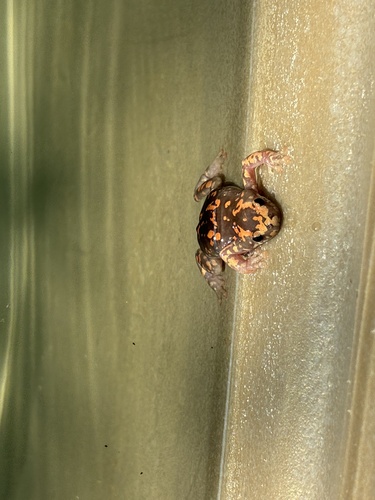 Marbled rubber frog