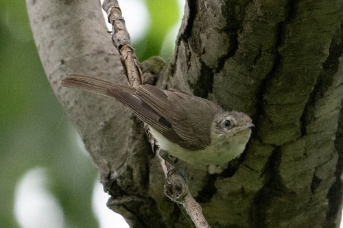 Eastern Warbling Vireo