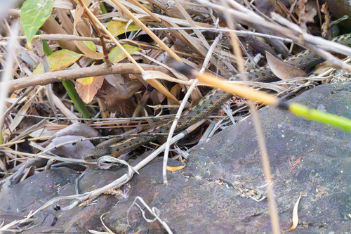 Western Terrestrial Garter Snake