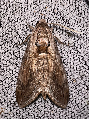 Five-spotted Hawk Moth