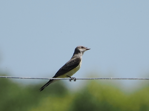 Western Kingbird