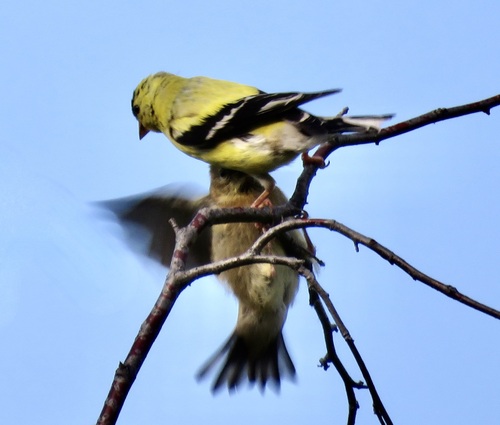 American Goldfinch