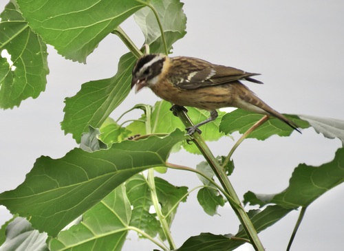 Black-headed Grosbeak