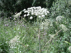 Angelica sylvestris