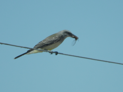 Western Kingbird
