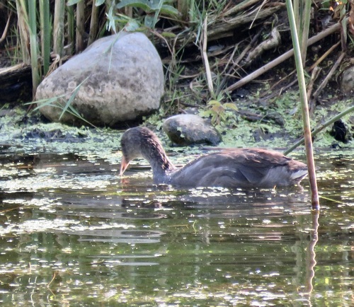 American Coot