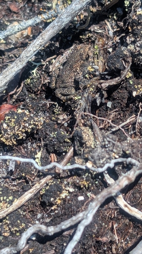 American Toad