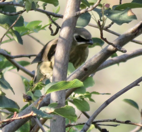 Cedar Waxwing