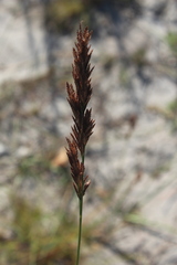 Eragrostis chapelieri