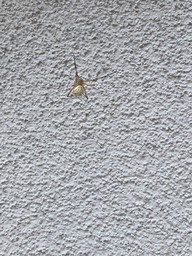 Western Black Widow