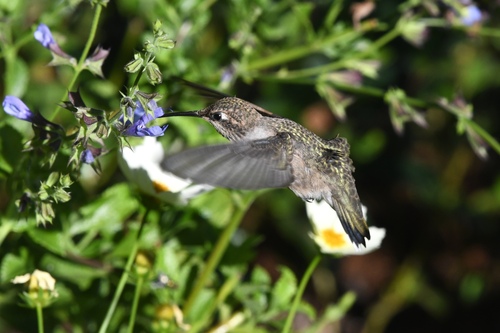 Black-chinned Hummingbird