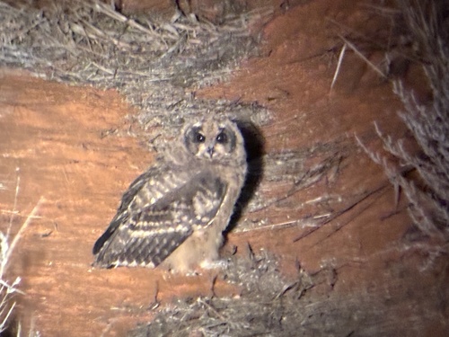 iNaturalist image