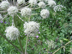 Angelica sylvestris