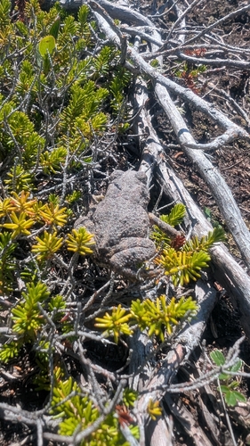 American Toad
