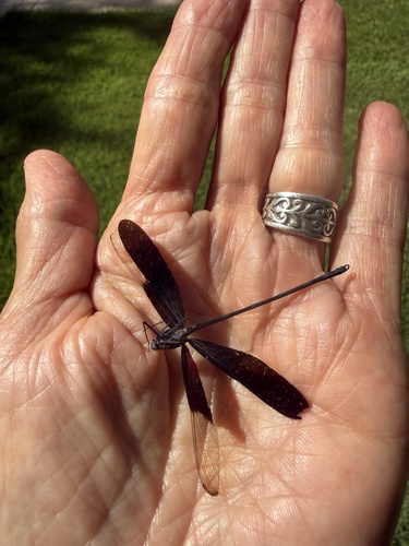 Smoky Rubyspot