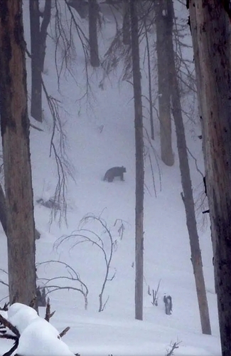 American Black Bear