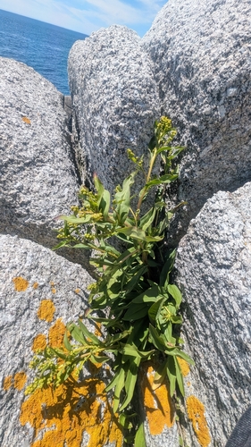 northern seaside goldenrod