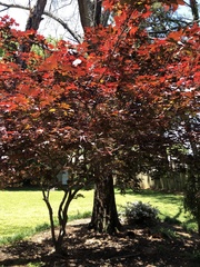 Acer palmatum