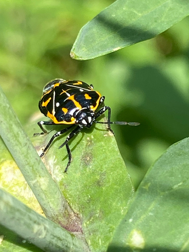 Harlequin Bug