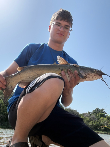 Channel Catfish