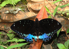 Lexias cyanipardus