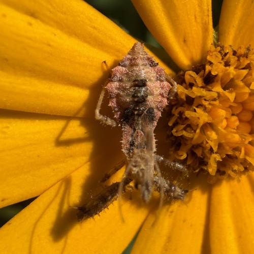 Spiny Assassin Bug
