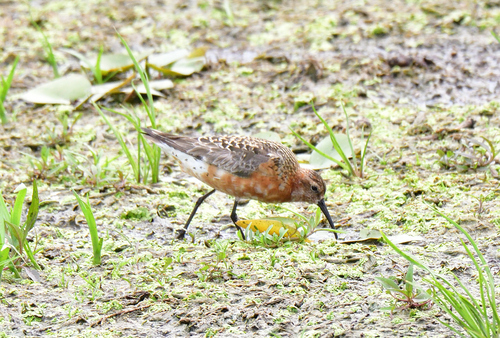 iNaturalist image