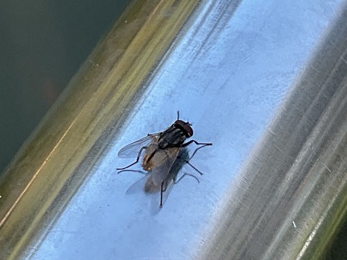 Common House Fly