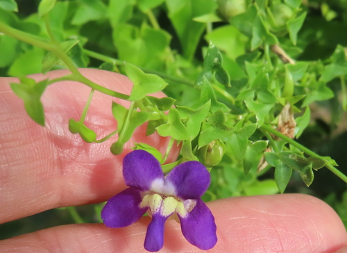 Snapdragon Vine