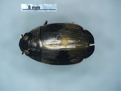 Dineutus assimilis
