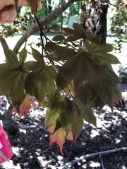 Acer palmatum