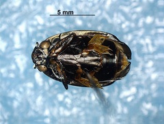 Dineutus assimilis
