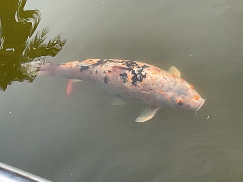 Amur Carp