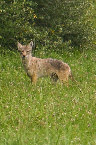 Coyote