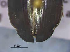 Dineutus assimilis