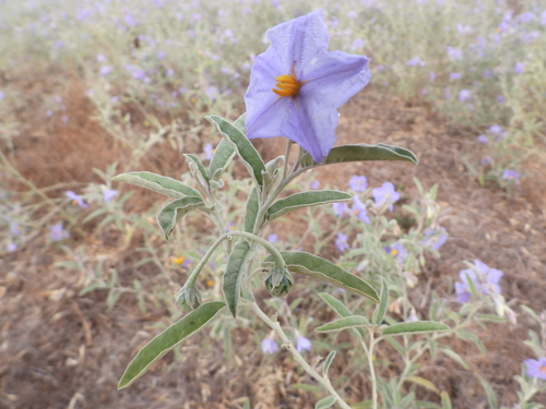 Silverleaf Nightshade