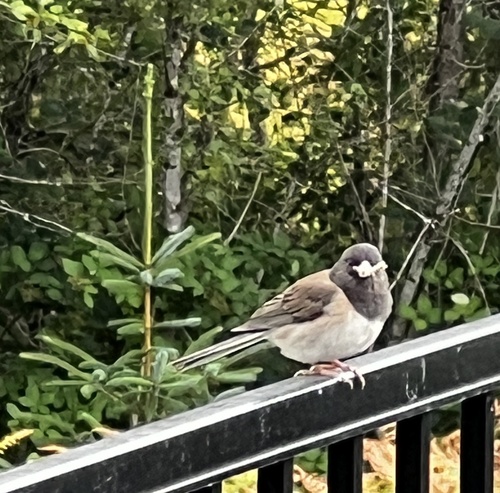 Dark-eyed Junco