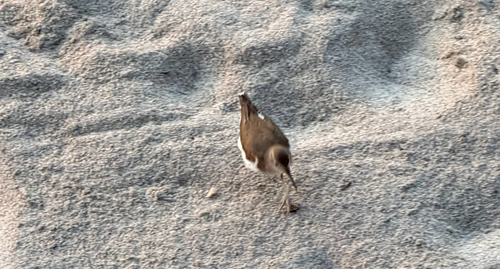 Spotted Sandpiper