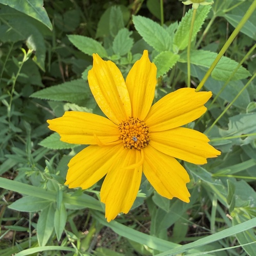 Coreopsis pubescens, photograph 6