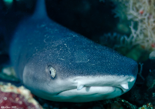 Whitetip Reef Shark, photo 8 of 10