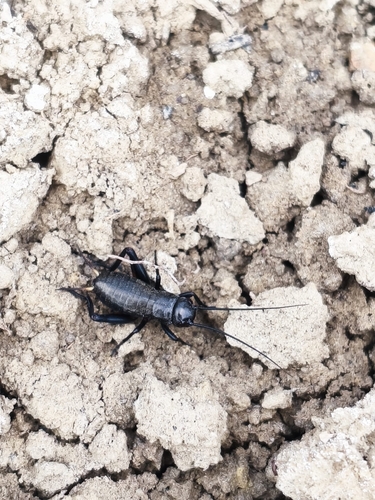 Southern Field Cricket