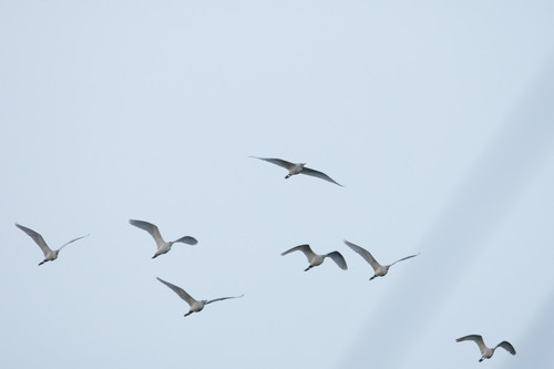 Western Cattle-Egret