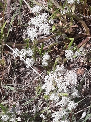 Limnosciadium pumilum