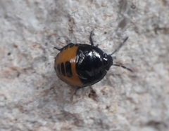 Canthophorus