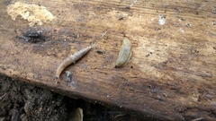 Arion fasciatus