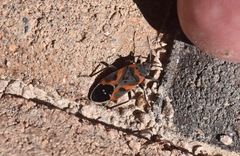 Lygaeus kalmii kalmii