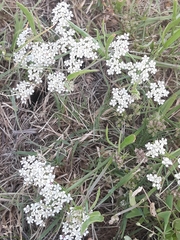 Limnosciadium pumilum