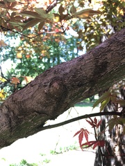 Acer palmatum