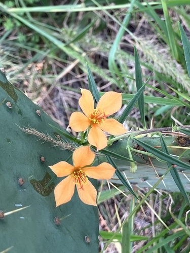 Orange Flameflower